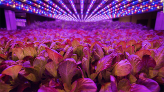 AeroFarms a Dell