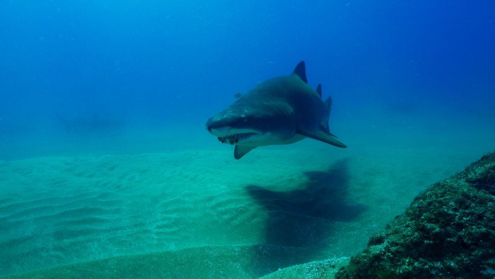 Prima Zoom, 4. týden 2018