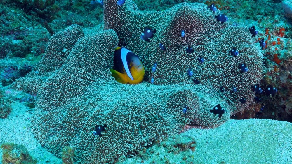 Prima Zoom, 4. týden 2018