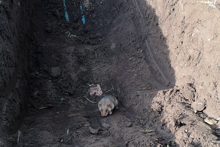 O optickou síť je třeba nepřetržitě pečovat – nejen plánovat a realizovat její rozvoj, ale také optimalizovat starší trasy a neustále monitorovat hladký průběh signálu. Ukazuje to případ z okolí Dřevčic severovýchodně od Prahy, na který loni v listopadu přišla servisní organizace společnosti Quantcom.