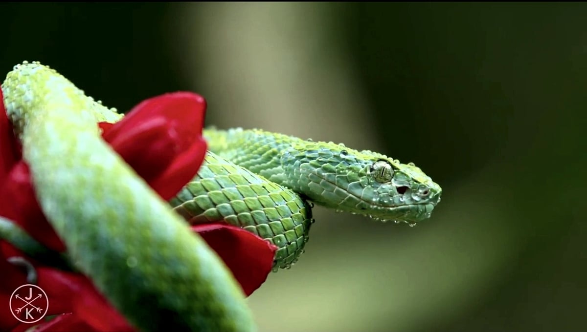 Zidoo H6 Pro  - přehrávání videa