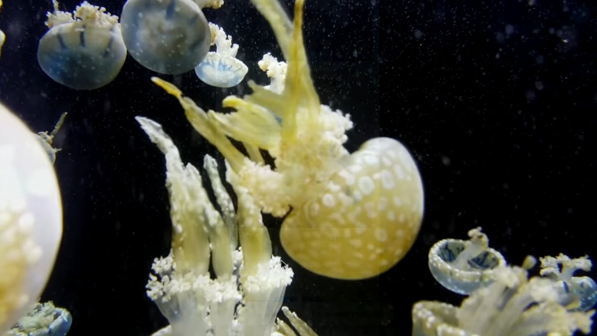 HK1 Play Bqeel - Přehrávání videa