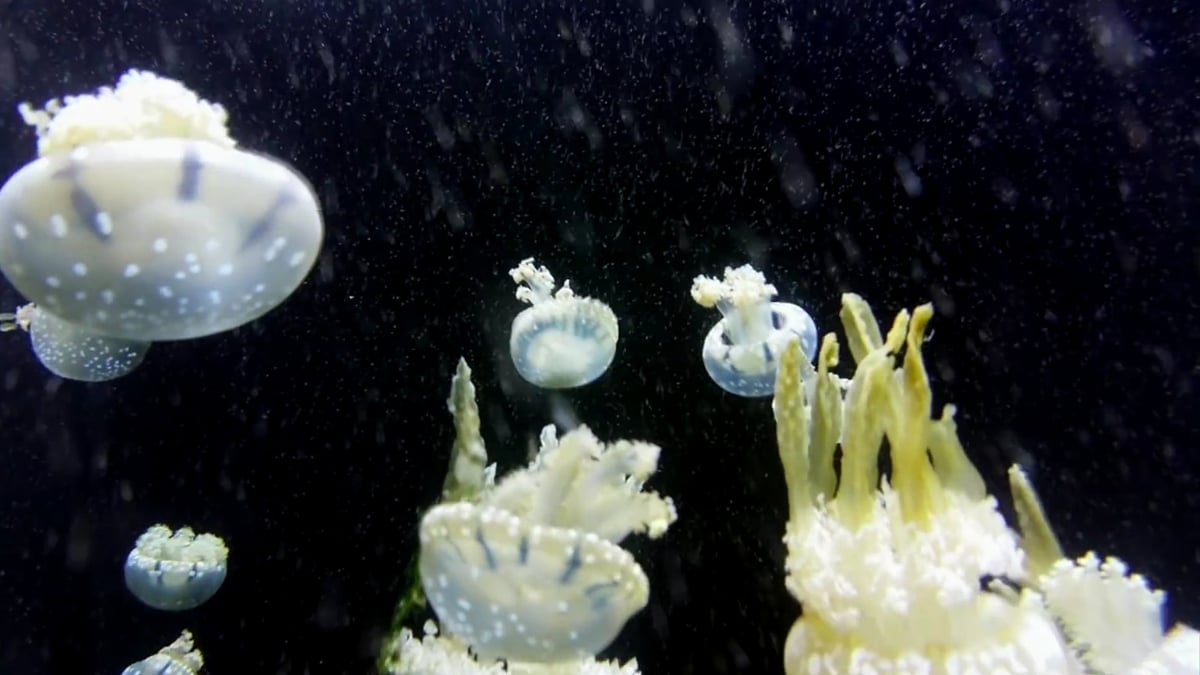 HK1 Play Bqeel - Přehrávání videa