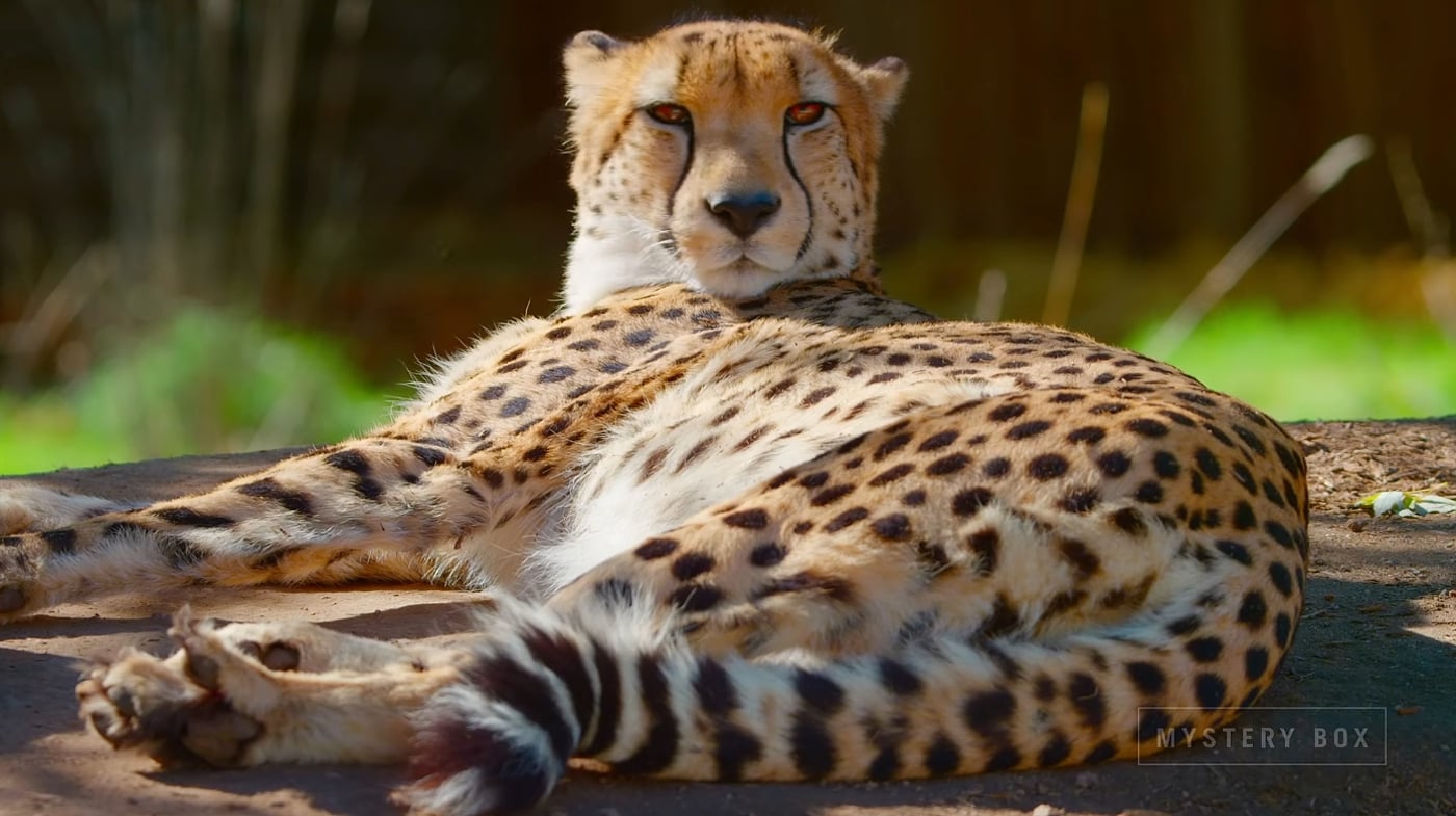 AK1 - Ukázky přehrávání