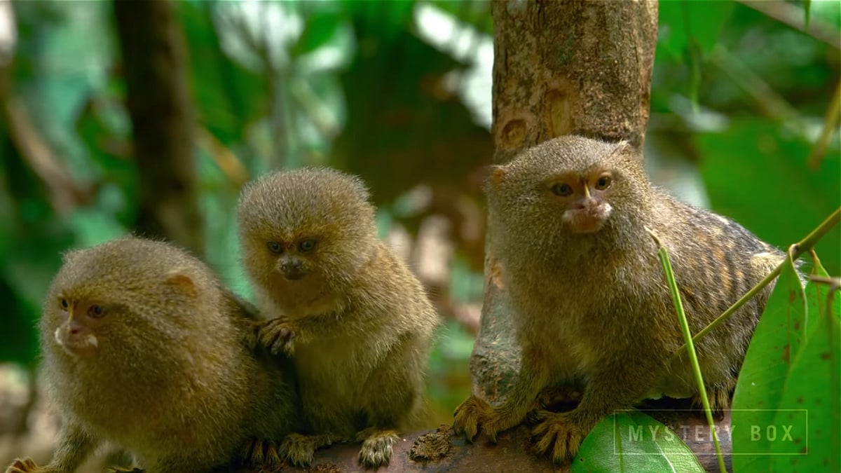 Zidoo H6 Pro - přehrávání videa 8K