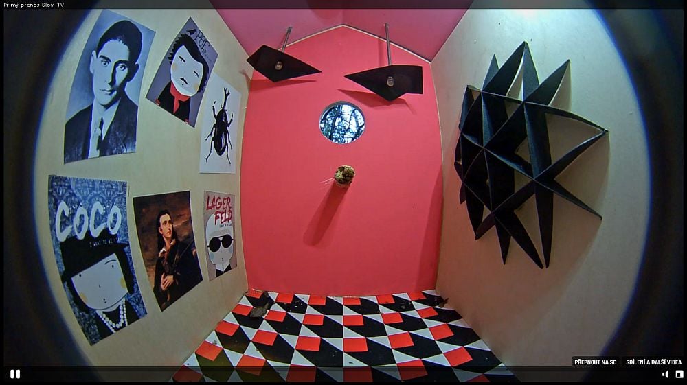 Slow TV - ptačí budky