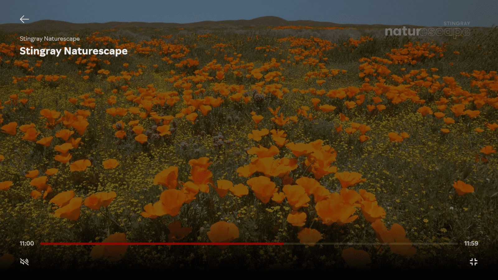 Rakuten - sekce Live TV