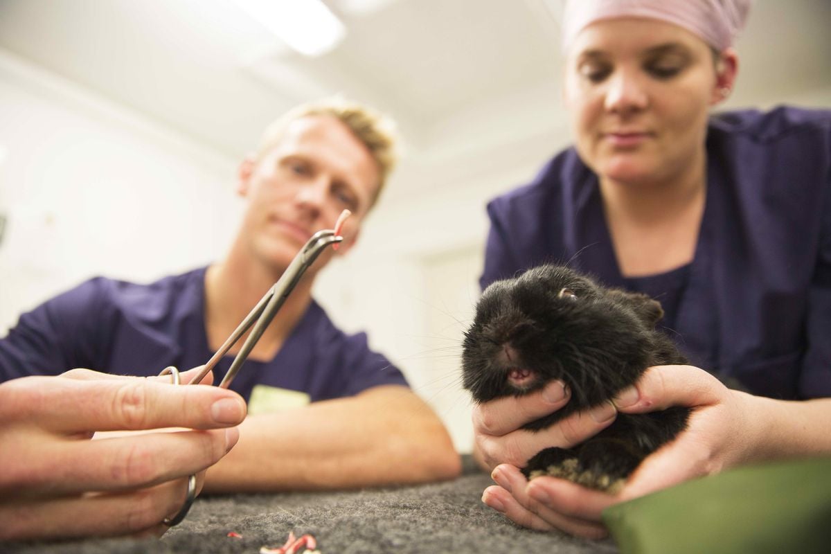 Zvěrolékař v jednom kole