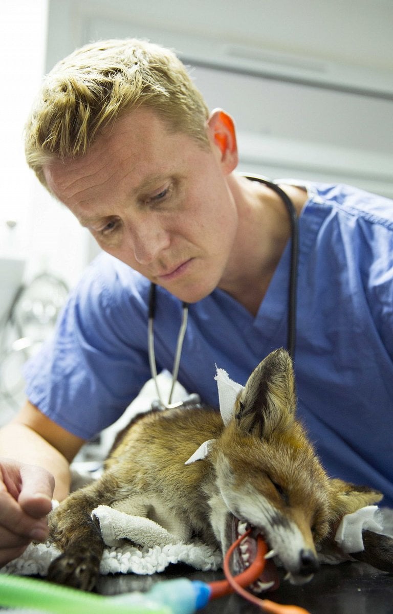 Zvěrolékař v jednom kole