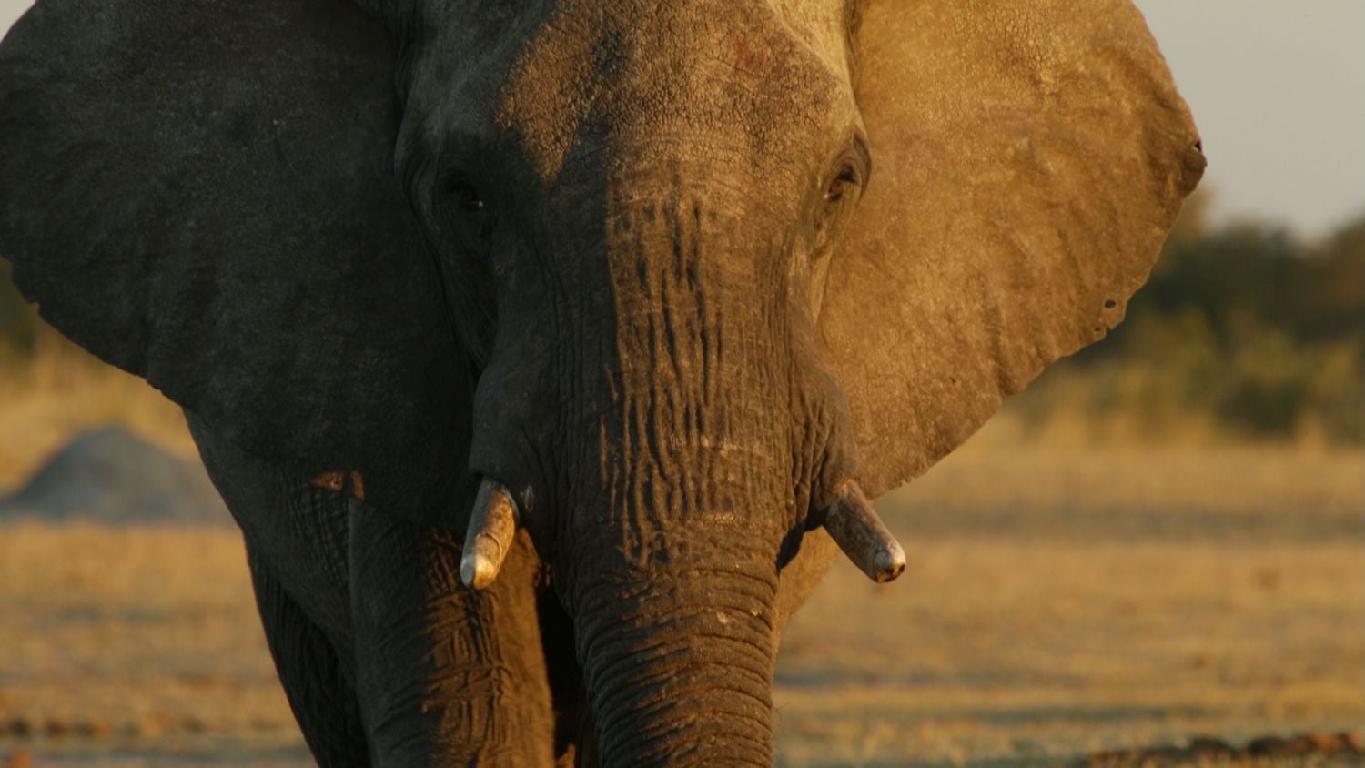 Viasat Nature - Noc na Zemi Afrika