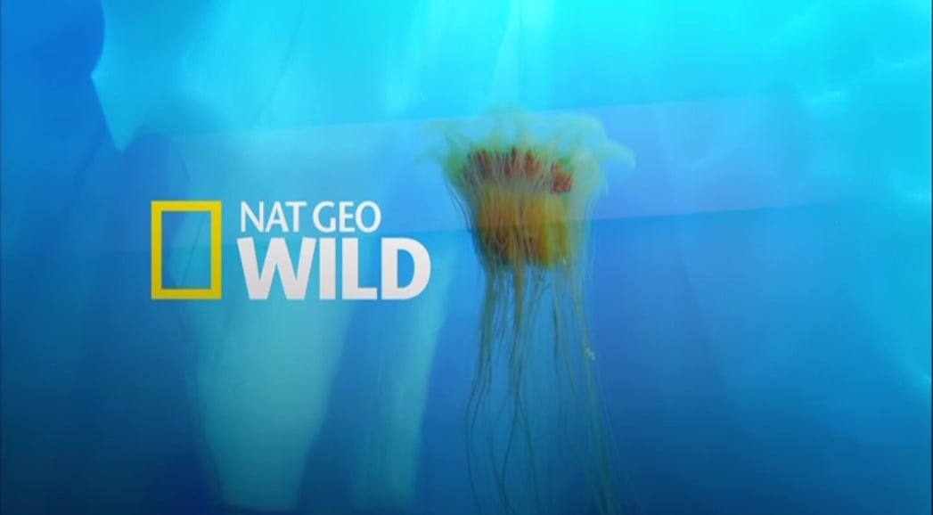 Nat Geo Wild