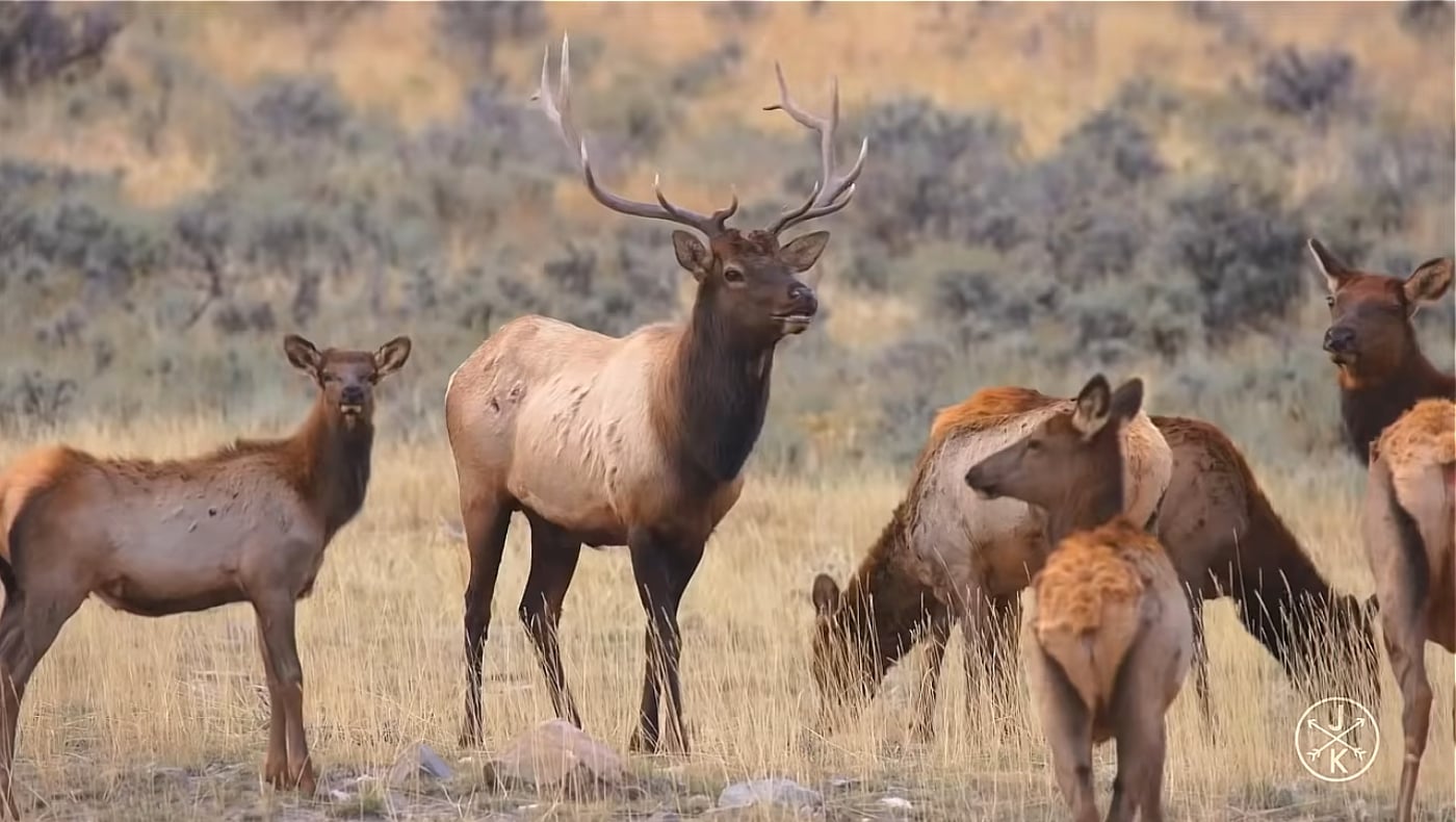 Kodlix U500 - Netflix