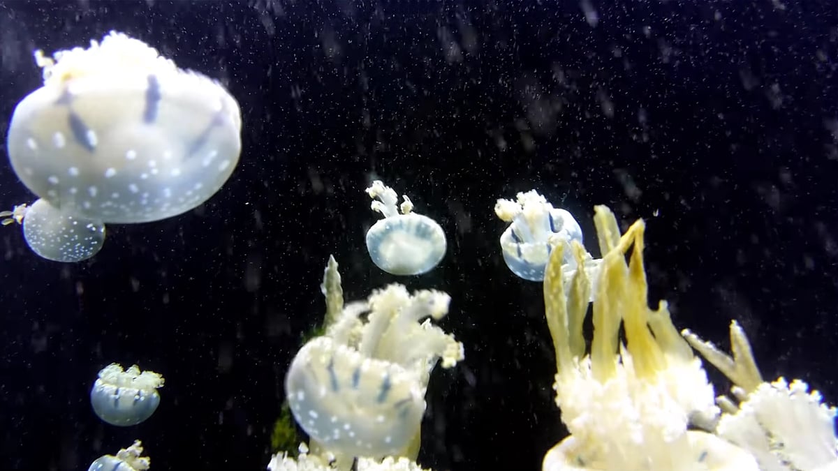 Zidoo Z1000 - ukázky přehrávání