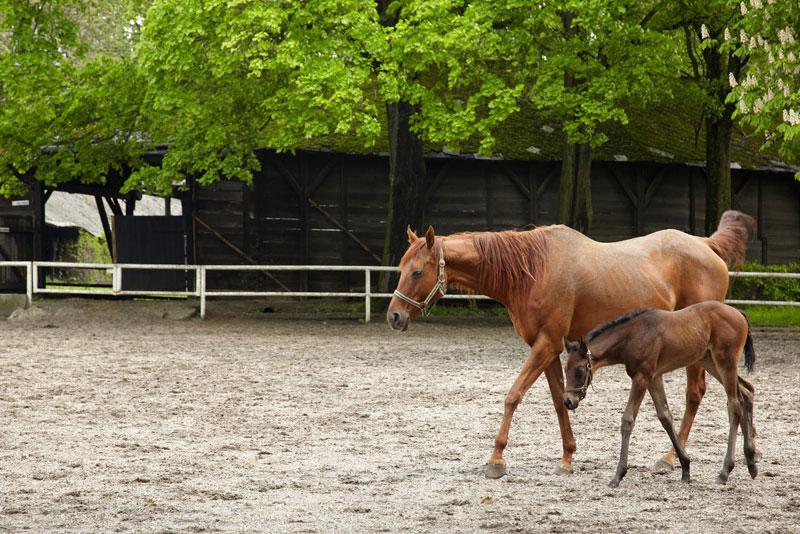 Znamení koně - fotogalerie z I. řady