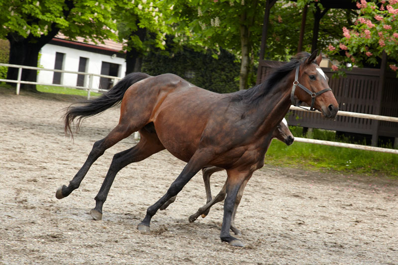 Znamení koně - fotogalerie z I. řady