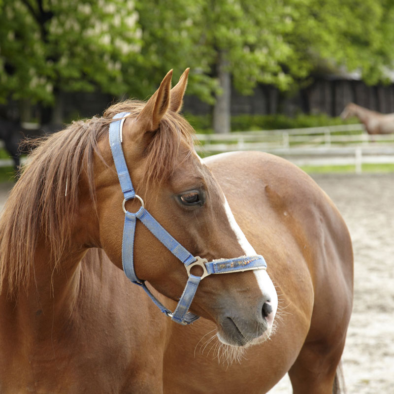 Znamení koně - fotogalerie z I. řady